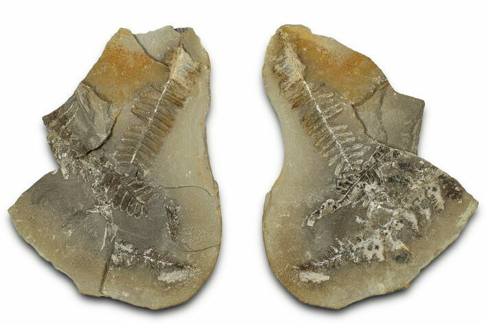 Fossil Fern (Pecopteris) Nodule Pos/Neg - Mazon Creek #325904